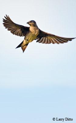 Purple martin